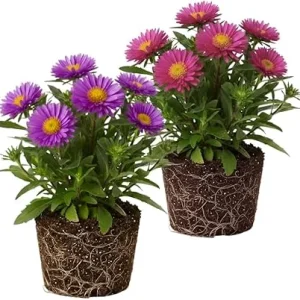 Set of 2 Aster Live Plants, Multicolor Perennial, 5-7