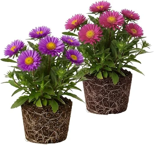 Set of 2 Aster Live Plants, Multicolor Perennial, 5-7" Tall, Indoor/Outdoor - Image 5
