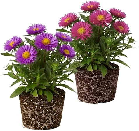 Set of 2 Aster Live Plants, Multicolor Perennial, 5-7" Tall, Indoor/Outdoor - Image 7