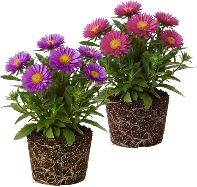 Set of 2 Aster Live Plants, Multicolor Perennial, 5-7" Tall, Indoor/Outdoor - Image 1