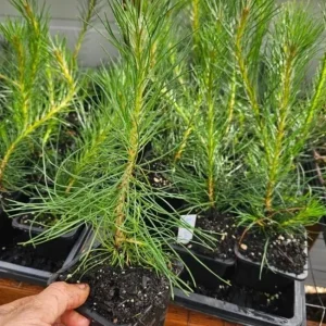 Set of 2 Austrian Pine Live Trees, Evergreen Plants, 4-6 Inch Tall, 4 Inch Pot - Image 3