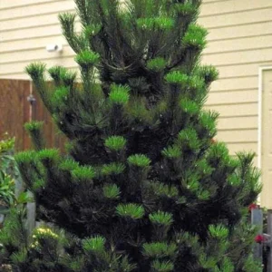 Set of 2 Austrian Pine Live Trees, Evergreen Plants, 4-6 Inch Tall, 4 Inch Pot - Image 4