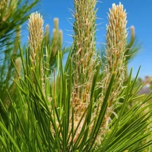 Set of 2 Austrian Pine Live Trees, Evergreen Plants, 4-6 Inch Tall, 4 Inch Pot - Image 5