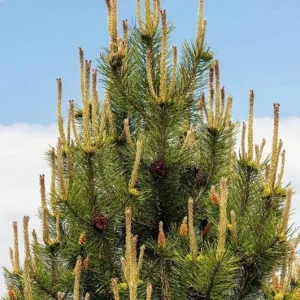 Set of 2 Austrian Pine Live Trees, Evergreen Plants, 4-6 Inch Tall, 4 Inch Pot - Image 7