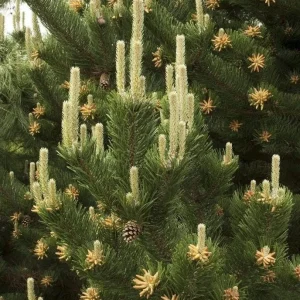 Set of 2 Austrian Pine Live Trees, Evergreen Plants, 4-6 Inch Tall, 4 Inch Pot - Image 1