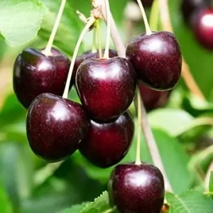 Set of 2 Black Cherry Trees Live, 3-4 Ft Tall, Bare Root, 2 Years Old, Hardy, Full Sun - Image 4