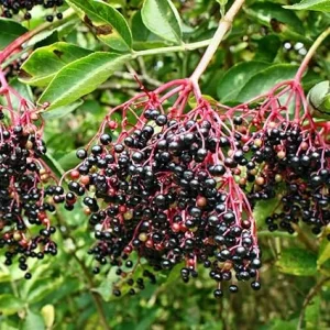 Set of 2 Black Elderberry Live Plants, 5-9 Inch Tall Perennial Fruit Bush, Dormant - Image 3