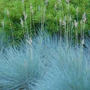 Set of 2 Blue Fescue Grass Live Plant 4-7″ Tall - Silvery Blue Ornamental Outdoor - Image 2
