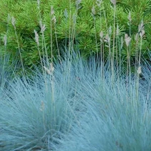 Set of 2 Blue Fescue Grass Live Plant 4-7″ Tall - Silvery Blue Ornamental Outdoor - Image 4