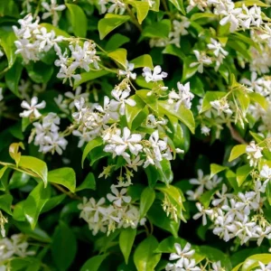Set of 2 Confederate Jasmine Live Plants - Fragrant White Flowers, 5-8 Inch Tall Vine - Image 1