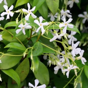Set of 2 Confederate Jasmine Live Plants - Fragrant White Flowers, 5-8 Inch Tall Vine - Image 5