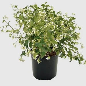 Set of 2 Confederate Jasmine Live Plants - Fragrant White Flowers, 5-8 Inch Tall Vine - Image 7