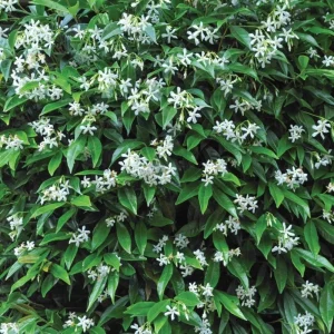 Set of 2 Confederate Jasmine Live Plants - Fragrant White Flowers, 5-8 Inch Tall Vine - Image 8