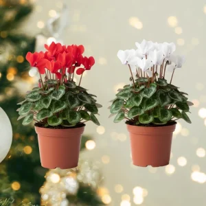 Set of 2 Cyclamen Live Plants, Red Blooming Houseplant, 4 Inch Pot - Image 2
