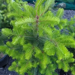 Set of 2 Douglas Fir Live Trees, 3-6
