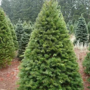 Set of 2 Douglas Fir Live Trees, 3-6