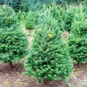 Set of 2 Douglas Fir Live Trees, 3-6