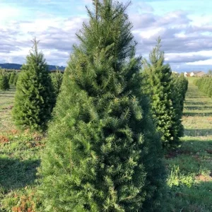 Set of 2 Douglas Fir Live Trees, 3-6