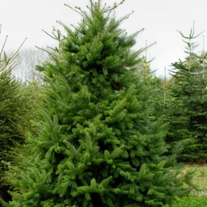 Set of 2 Douglas Fir Live Trees, 3-6" Tall in 3 Inch Pot, Evergreen for Landscape & Decor - Image 1
