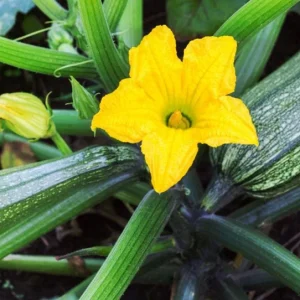 Set of 2 Green Zucchini Live Starter Plants 3-5 Inch Tall - Outdoor Vegetable Seedlings - Image 10