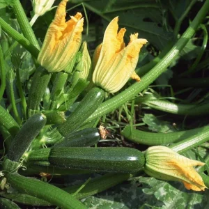 Set of 2 Green Zucchini Live Starter Plants 3-5 Inch Tall - Outdoor Vegetable Seedlings - Image 2