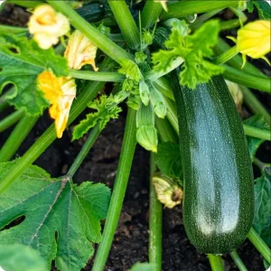 Set of 2 Green Zucchini Live Starter Plants 3-5 Inch Tall - Outdoor Vegetable Seedlings - Image 1