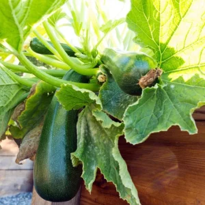 Set of 2 Green Zucchini Live Starter Plants 3-5 Inch Tall - Outdoor Vegetable Seedlings - Image 3