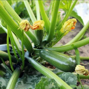Set of 2 Green Zucchini Live Starter Plants 3-5 Inch Tall - Outdoor Vegetable Seedlings - Image 5
