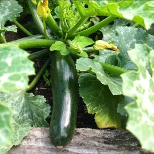Set of 2 Green Zucchini Live Starter Plants 3-5 Inch Tall - Outdoor Vegetable Seedlings - Image 6
