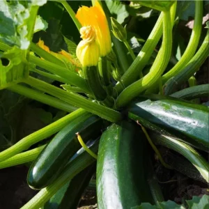 Set of 2 Green Zucchini Live Starter Plants 3-5 Inch Tall - Outdoor Vegetable Seedlings - Image 7