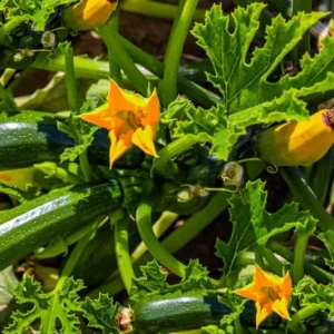 Set of 2 Green Zucchini Live Starter Plants 3-5 Inch Tall - Outdoor Vegetable Seedlings - Image 8