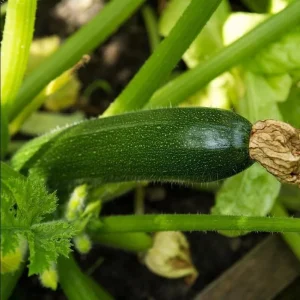 Set of 2 Green Zucchini Live Starter Plants 3-5 Inch Tall - Outdoor Vegetable Seedlings - Image 9