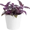 Set of 2 Gynura Purple Passion Live Plants, 4-8 Inch Tall, Potted Houseplant - Image 1