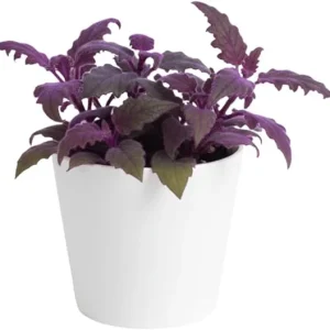 Set of 2 Gynura Purple Passion Live Plants, 4-8 Inch Tall, Potted Houseplant - Image 4