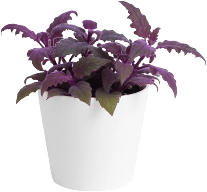 Set of 2 Gynura Purple Passion Live Plants, 4-8 Inch Tall, Potted Houseplant - Image 7