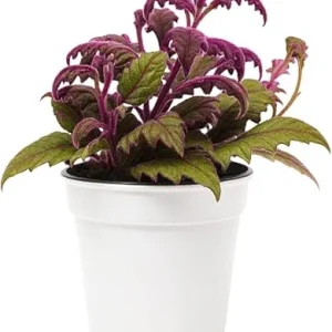 Set of 2 Gynura Purple Passion Live Plants, 4-8" Tall, Royal Velvet Houseplant - Image 1