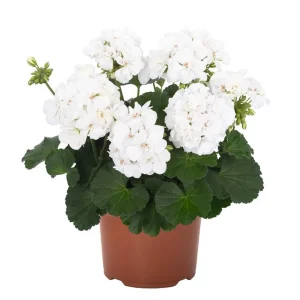 Set of 2 Hardy White Geranium Live Plants, Fragrant Flowers, 5-8