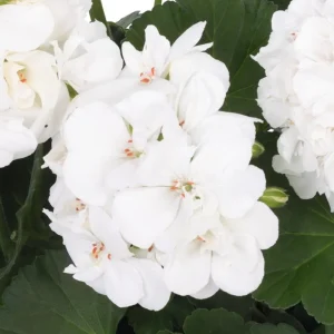 Set of 2 Hardy White Geranium Live Plants, Fragrant Flowers, 5-8