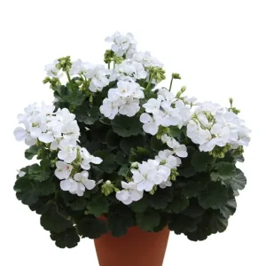 Set of 2 Hardy White Geranium Live Plants, Fragrant Flowers, 5-8