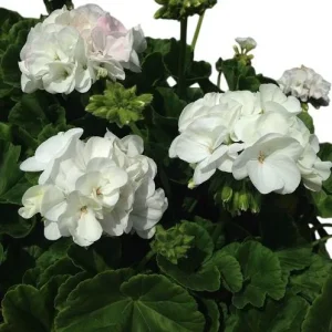 Set of 2 Hardy White Geranium Live Plants, Fragrant Flowers, 5-8