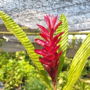 Set of 2 Hot Pink Ginger Live Plants - Ornamental Flowering Ginger, 5-8" Tall - Image 2
