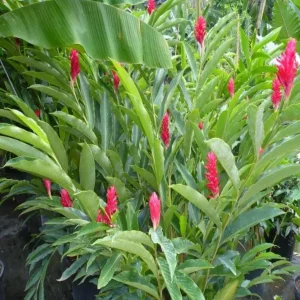 Set of 2 Hot Pink Ginger Live Plants - Ornamental Flowering Ginger, 5-8