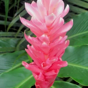 Set of 2 Hot Pink Ginger Live Plants - Ornamental Flowering Ginger, 5-8