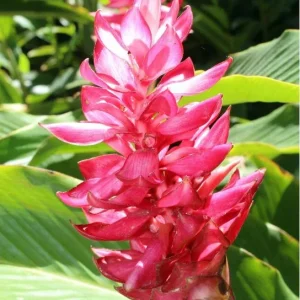 Set of 2 Hot Pink Ginger Live Plants - Ornamental Flowering Ginger, 5-8
