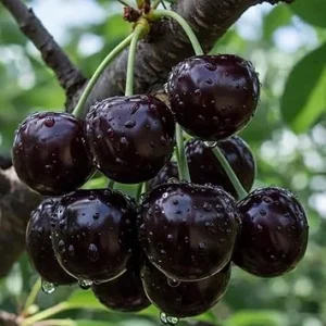 Set of 2 Live Black Cherry Trees – Sweet Cherry Bare Root Plants, Cold Hardy, 12-15 Inches Tall, Outdoor - Image 4