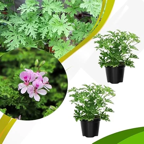 Set of 2 Live Citronella Plants – 4 Inch Pots – Indoor/Outdoor Herb - Image 6