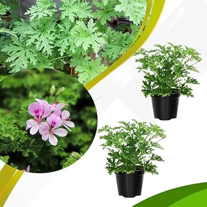 Set of 2 Live Citronella Plants – 4 Inch Pots – Indoor/Outdoor Herb - Image 1
