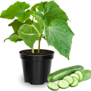 Set of 2 Live Green Cucumber Plants, 3-5 Inches Tall, 4 Inch Pot, Outdoor Starter Plants - Image 4