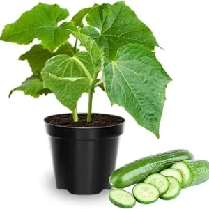 Set of 2 Live Green Cucumber Plants, 3-5 Inches Tall, 4 Inch Pot, Outdoor Starter Plants - Image 5