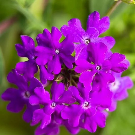 Set of 2 Live Purple Verbena Plants, Hardy Flowers, 4-8 Inches Tall, Outdoor - Image 3